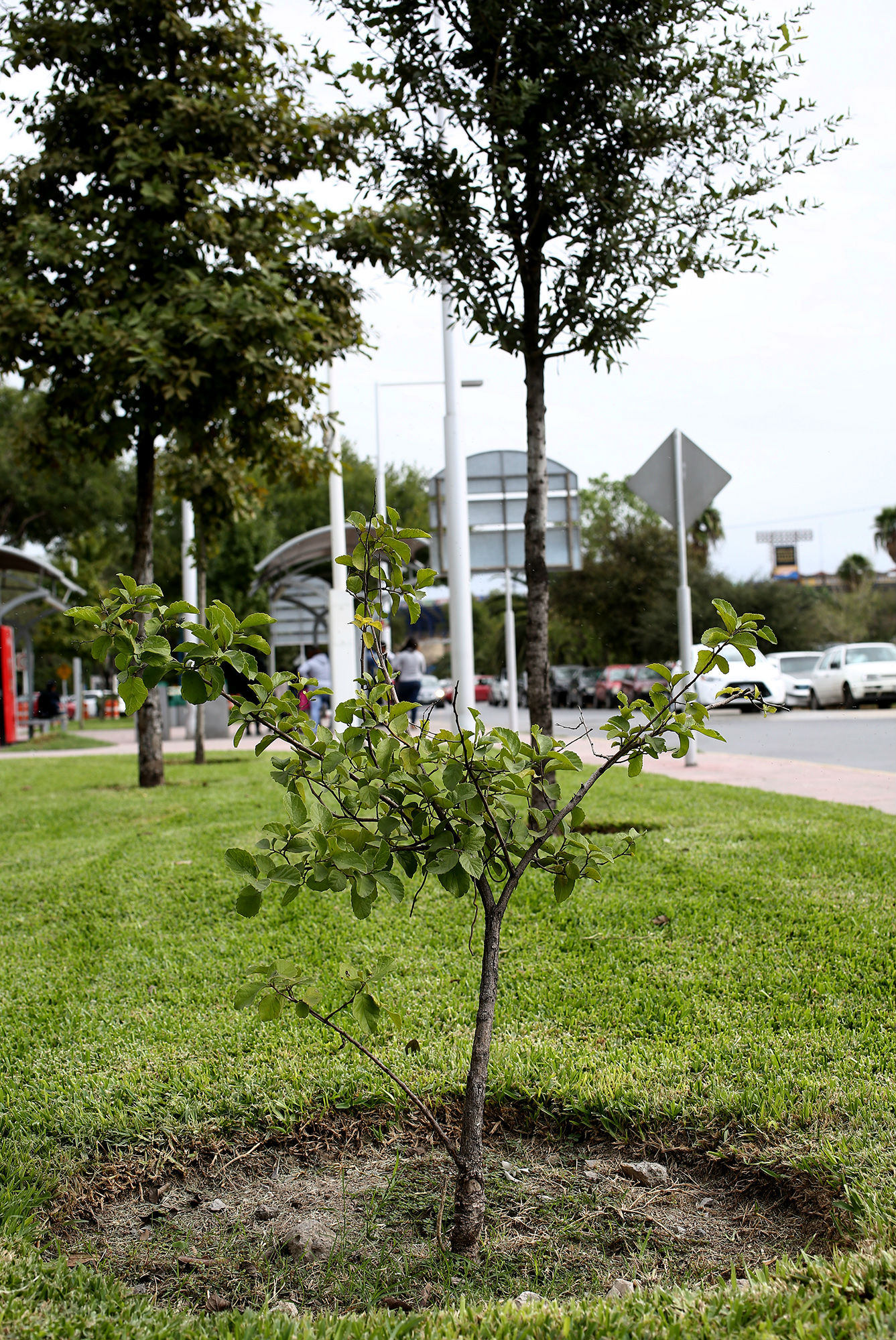 Importancia de reforestación urbana