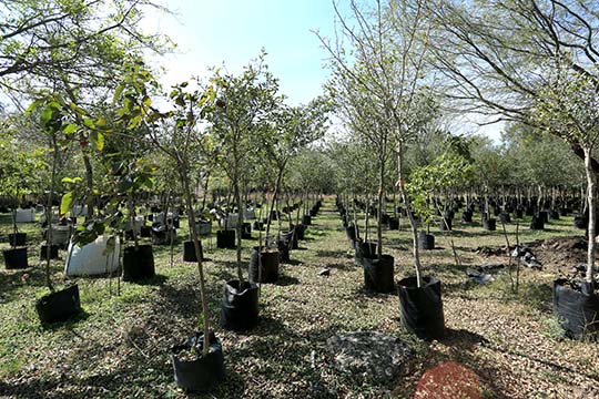 Siembra un árbol, ayuda al ambiente