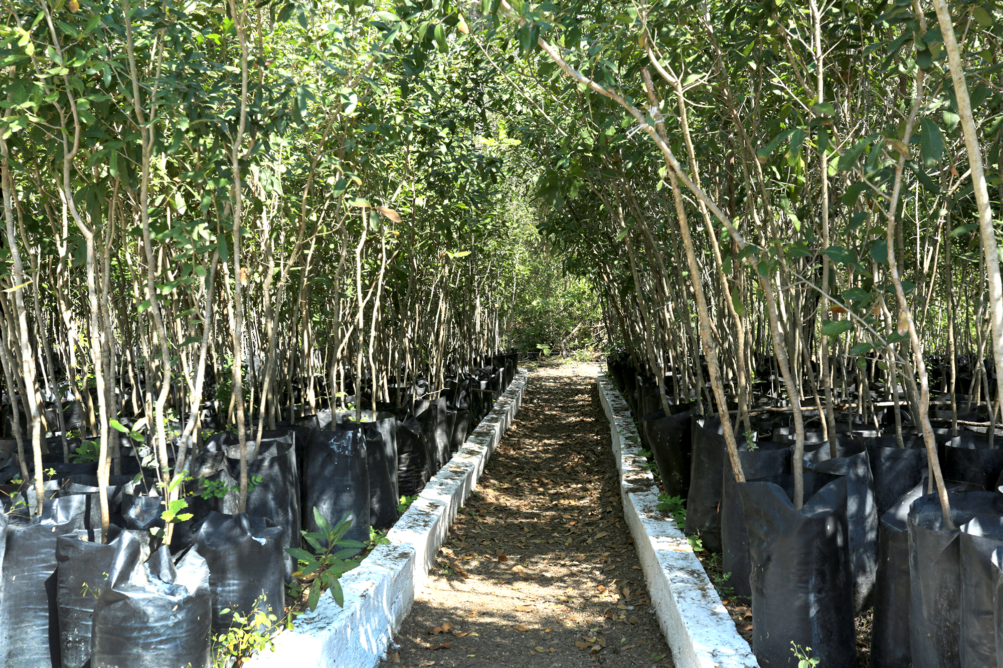 Siembra un árbol, ayuda al ambiente - Universidad Autónoma de Nuevo León