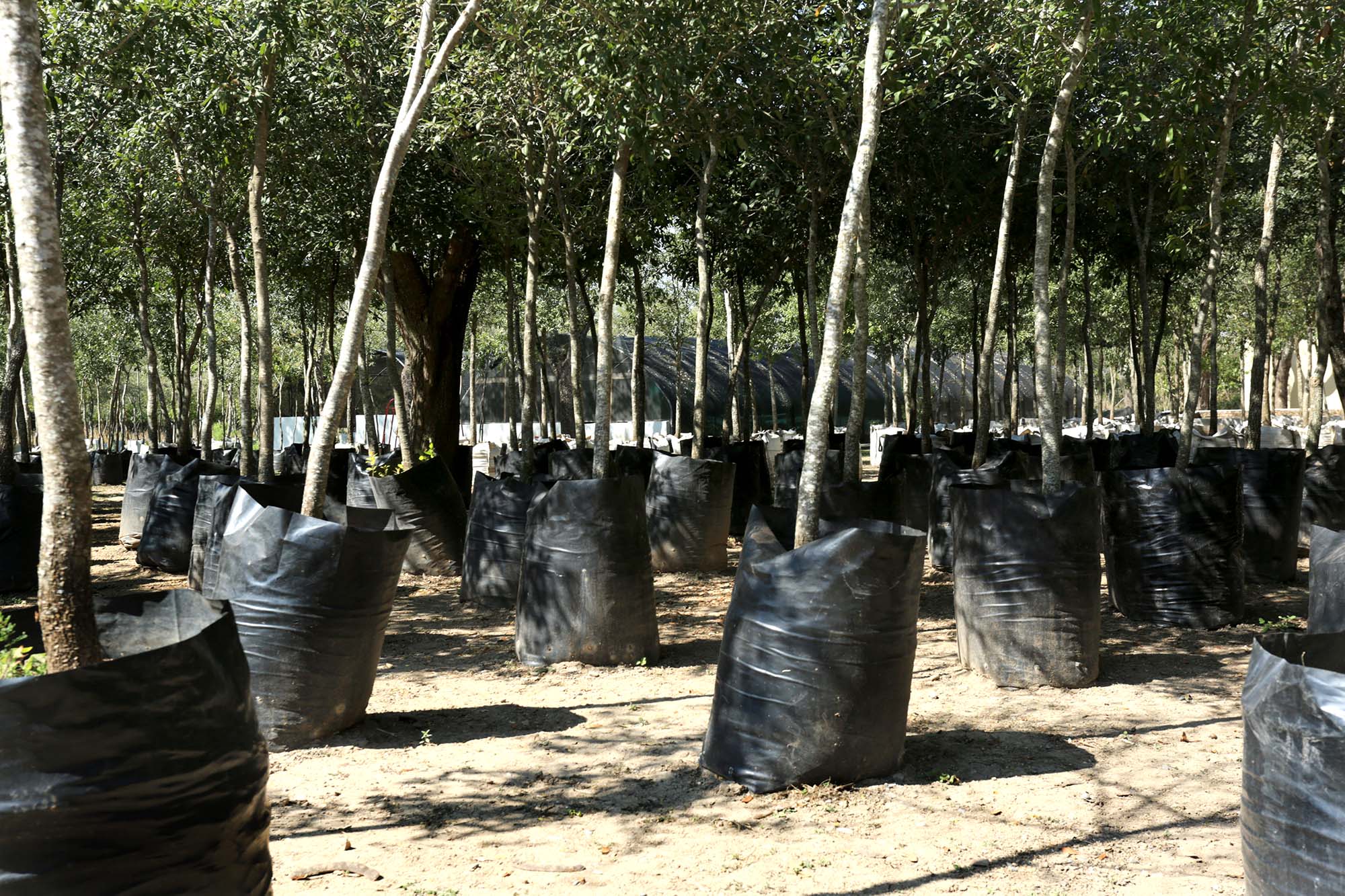 Siembra un árbol, ayuda al ambiente - Universidad Autónoma de Nuevo León