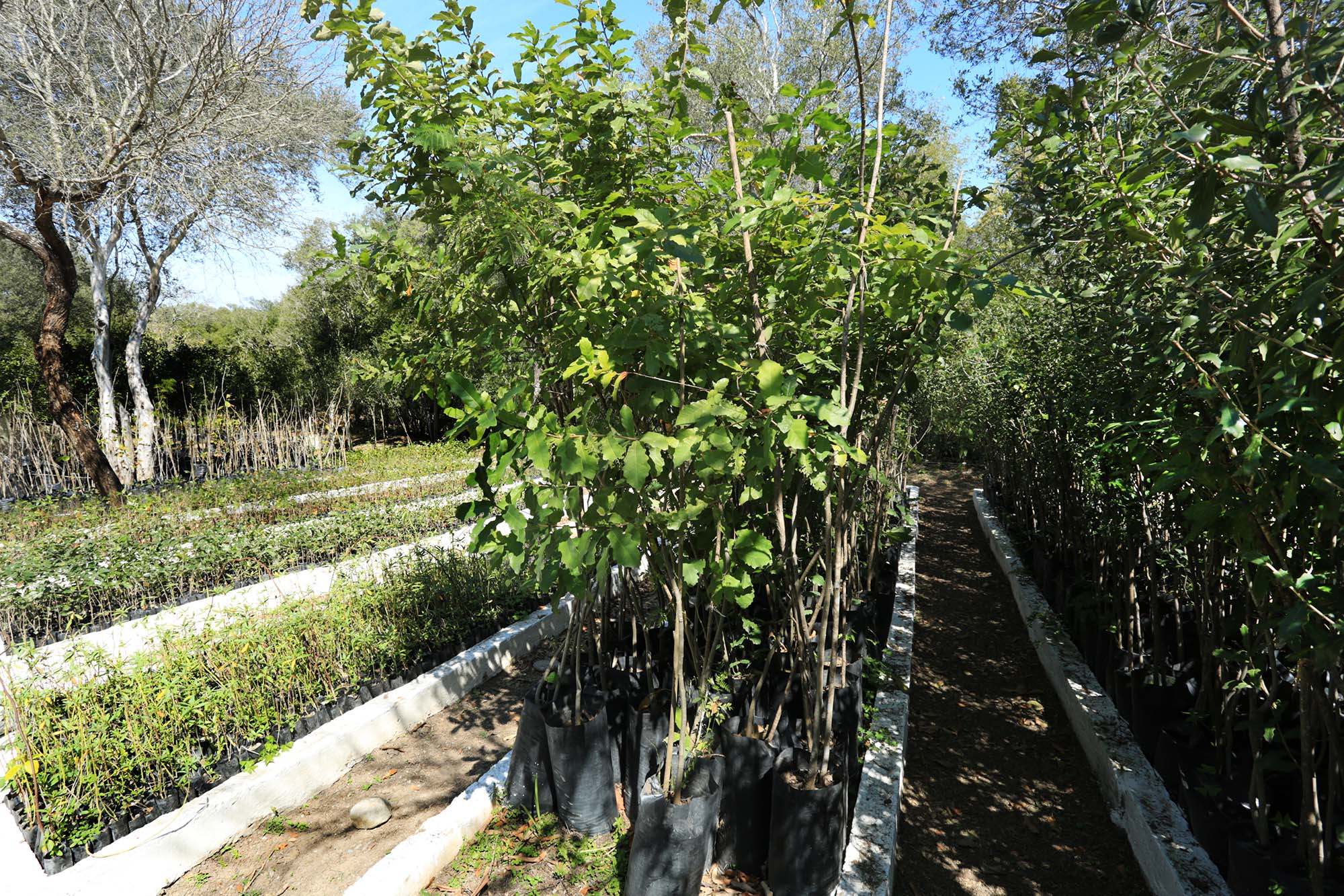 Siembra un árbol, ayuda al ambiente - Universidad Autónoma de Nuevo León