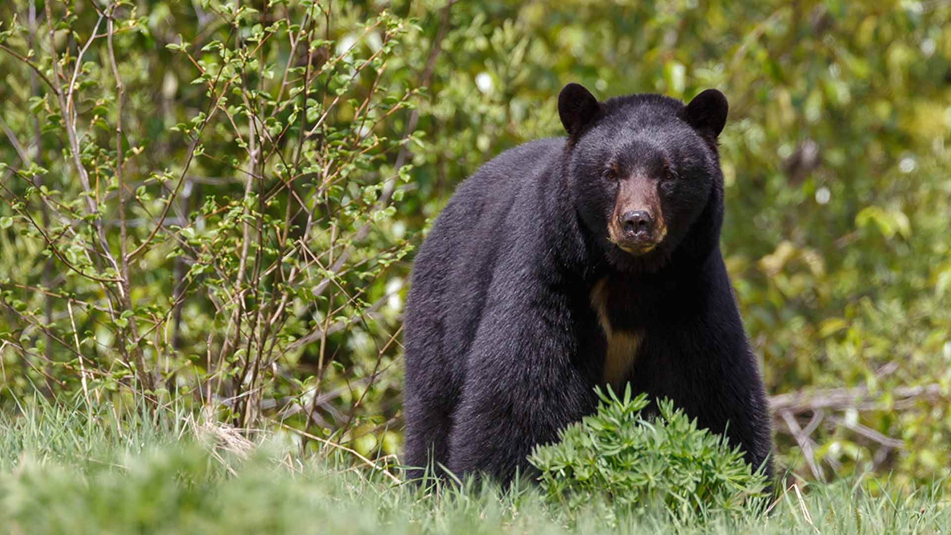 El oso negro, un centinela de enfermedades en el humano