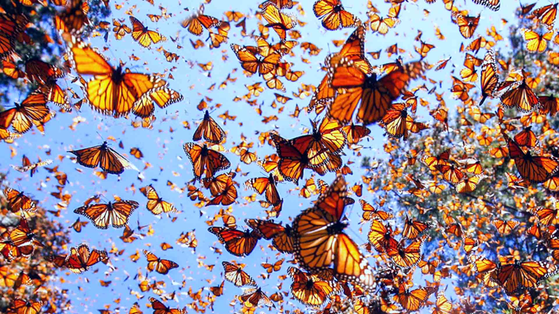Vehículos cortan vuelo de mariposa monarca