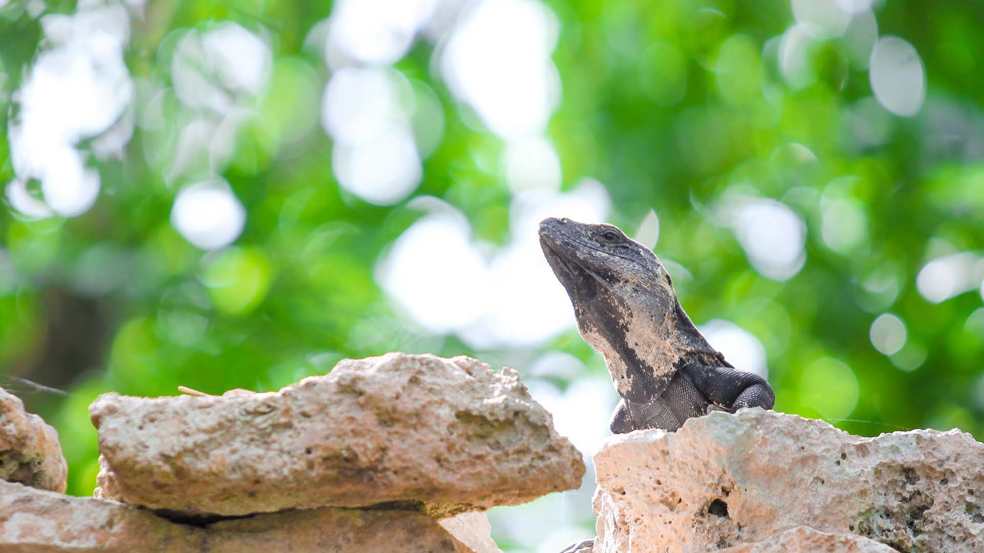 Peligra una cuarta parte de la biodiversidad mundial