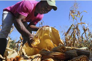 Ganan FAECO Aporta 2020 con investigación de apoyos al sector agrícola