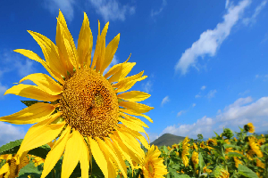 Resuelven con girasoles problemática en el campo