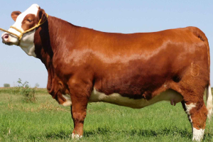 Simmental-Miss North America 2021