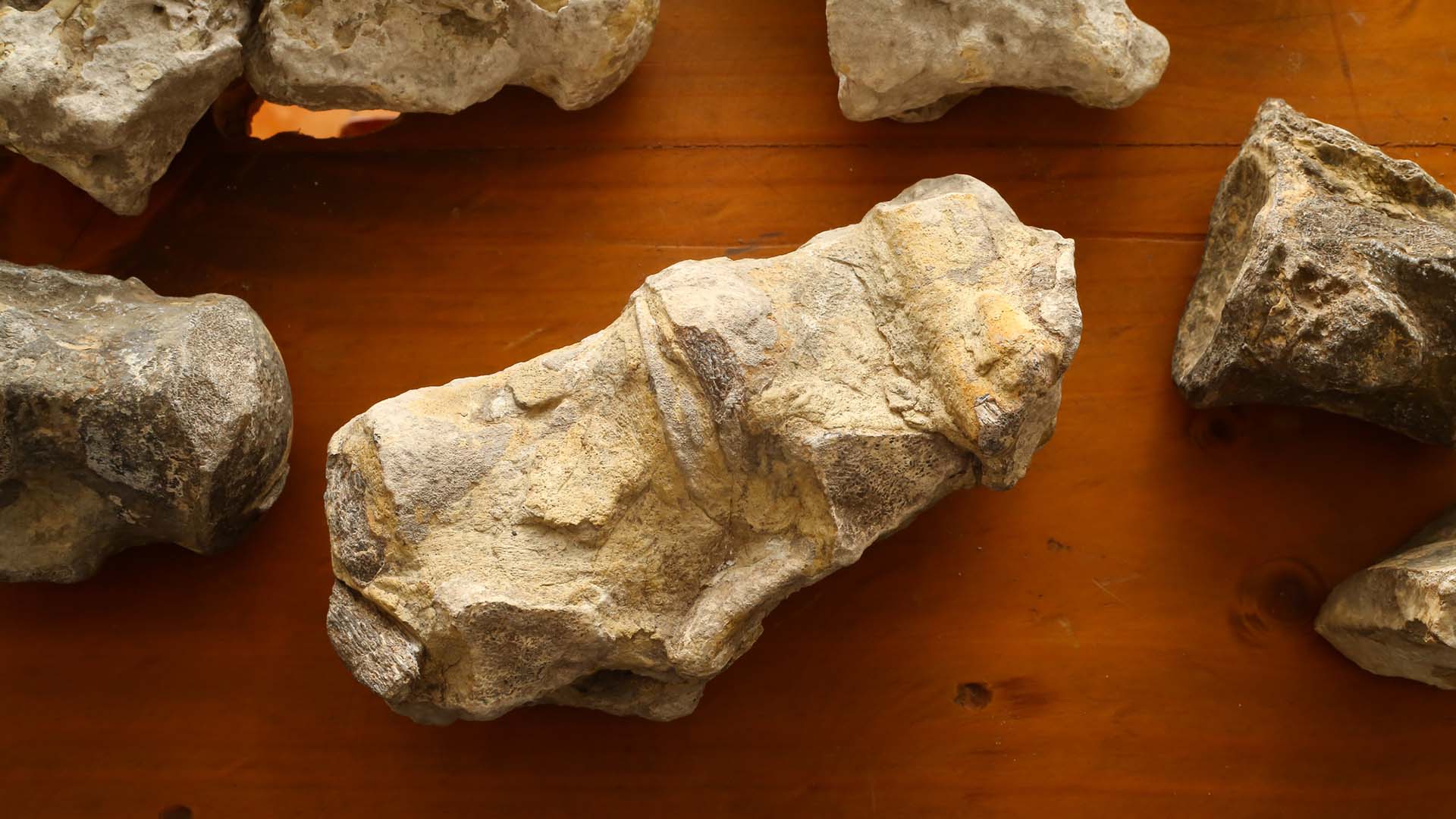 Investiga UANL origen de fósiles hallados en Linares