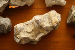 UANL investigates fossil remains found in Linares
