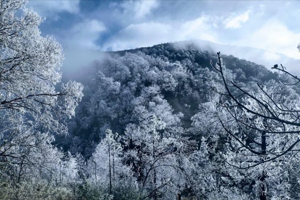 Vista nevada del Bosque Escuela de la UANL