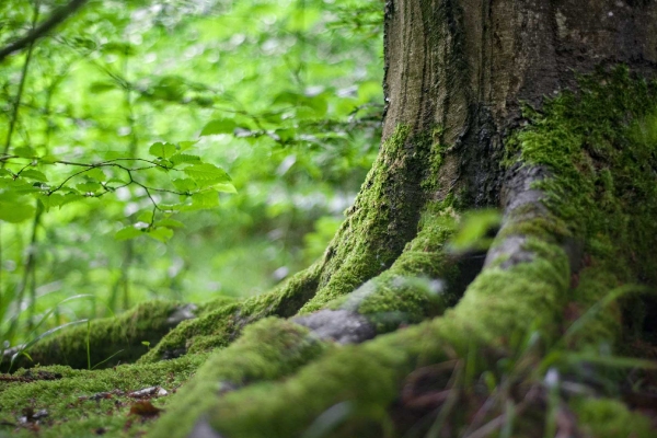 Pide investigador de UANL mejorar relación con los bosques