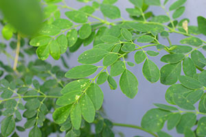 Realzan propiedades medicinales de la moringa