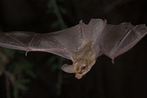 UANL analyzes over 2,000 Bat specimens