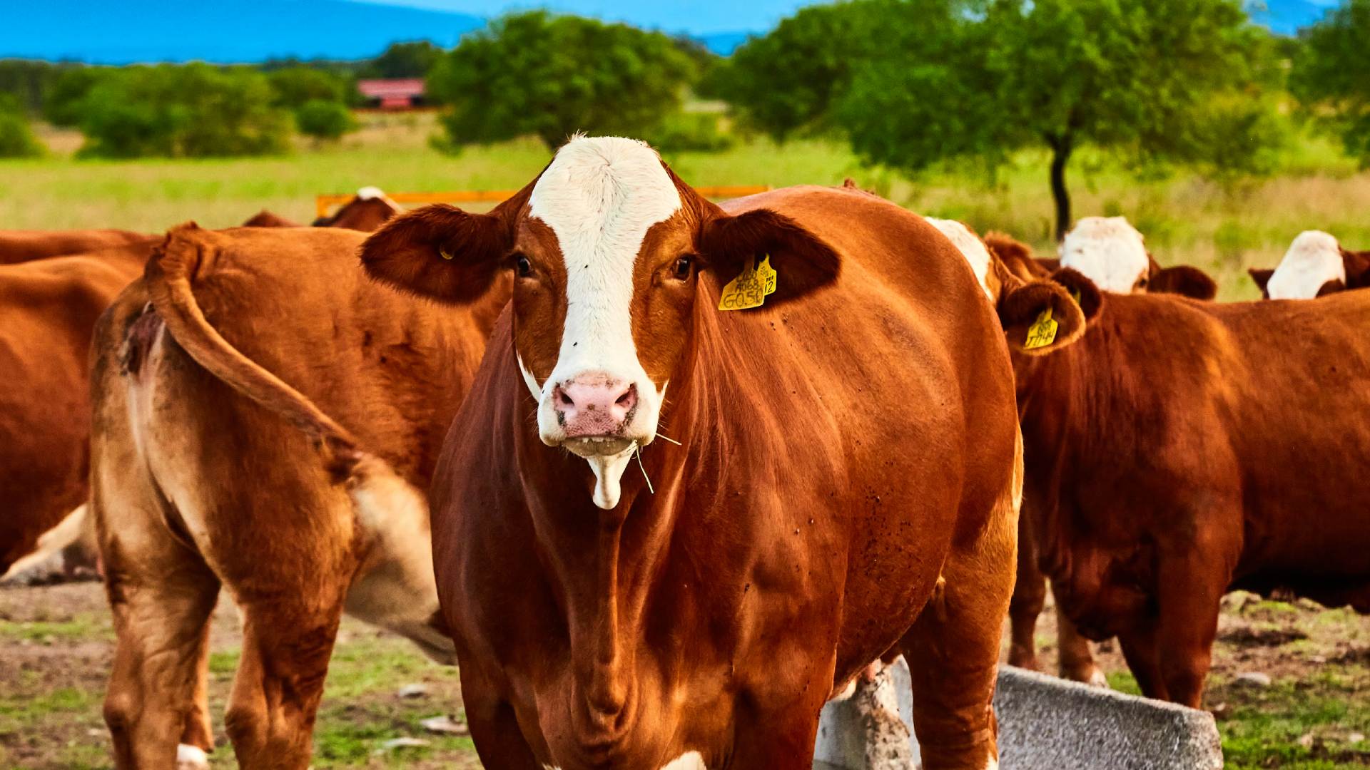 Creará UANL en Linares Centro de Desarrollo de Nutrición Animal