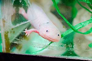 UANL works to protect local Axolotl