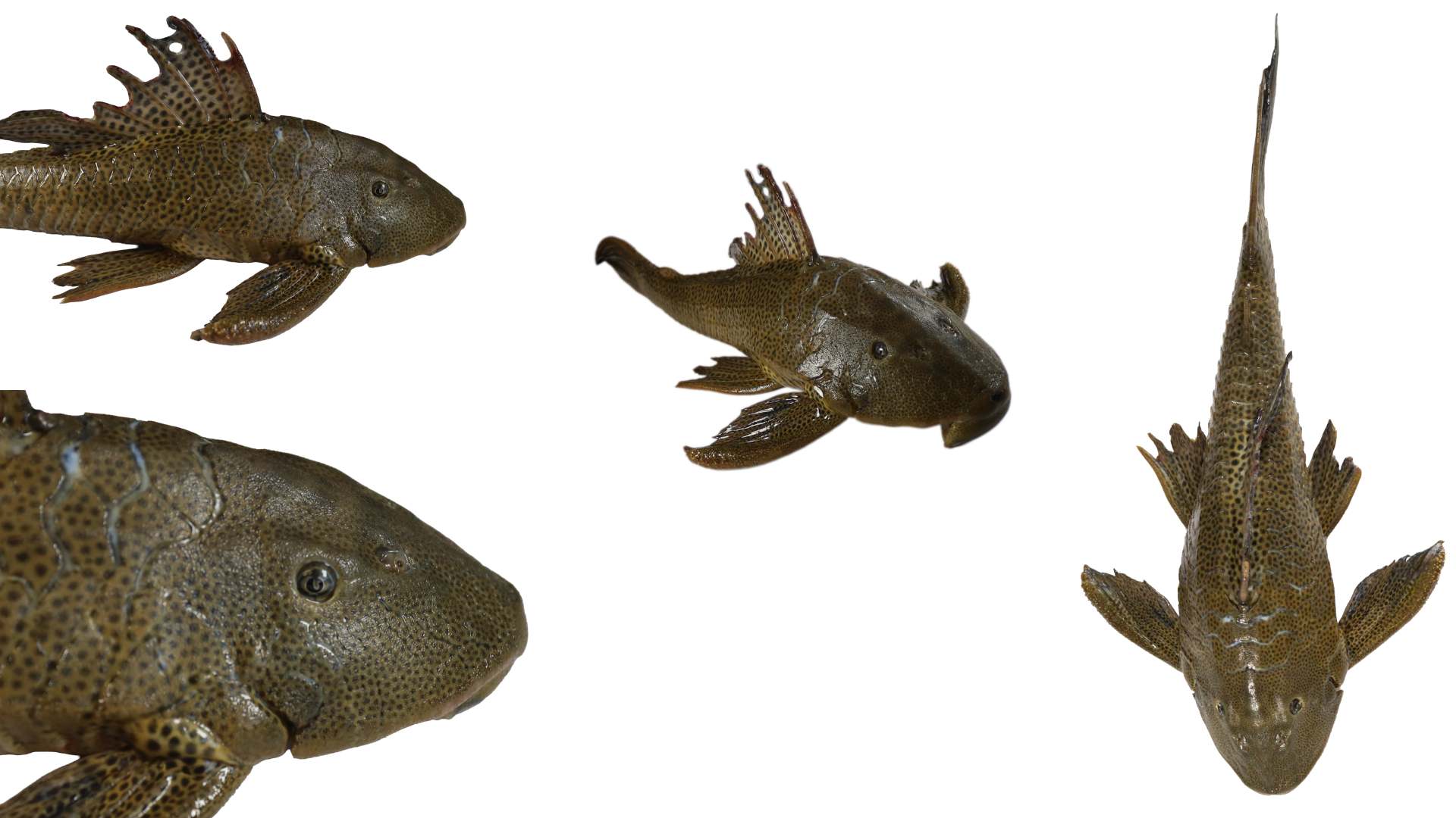 Inquieta presencia de pez diablo en aguas de NL