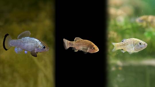 Volverán sardinitas al sur del Estado