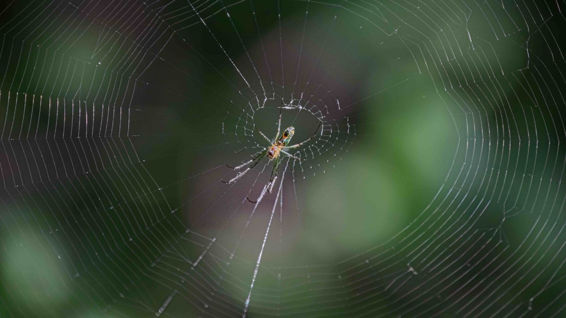 Ponen la mira en fauna silvestre de campus universitarios