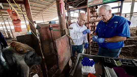 Revista Science publica investigación de la UANL sobre ganado bovino