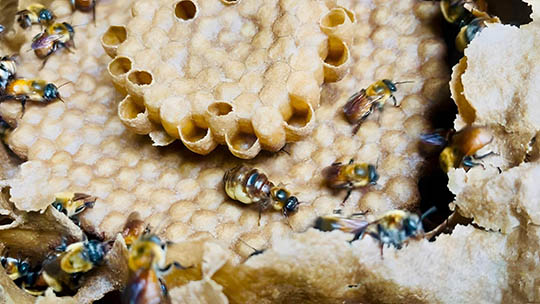 Acercarán conocimiento sobre abejas en comunidades indígenas